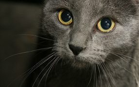 Russian blue cat eyes