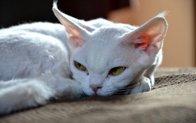 Грустный девон-рекс