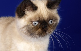 Грустная гималайская кошка