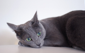 Грустная русская голубая кошка