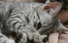 Sad kitten Egyptian Mau