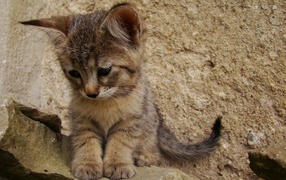 Грустный котенок пиксибоб