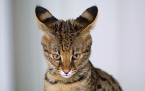 Savannah cat ears