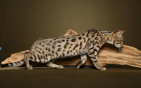 Savannah cat from dry branches