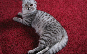 Scottish cat on the carpet