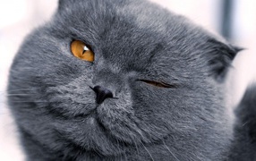 Шотландская кошка подмигивает