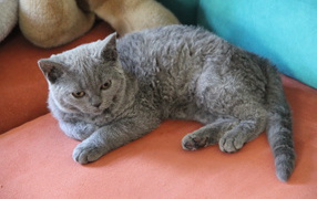 Селкирк рекс лежит на диване