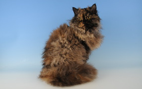 Лохматый селкирк рекс