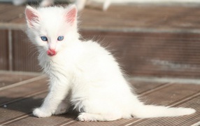 Shaggy Turkish Angora kitten