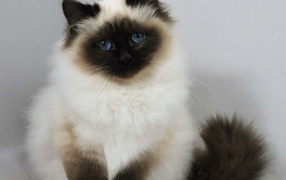 Лохматый котенок гималайской кошки