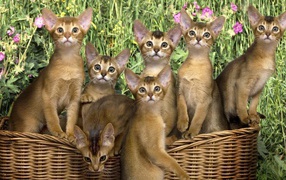 Shopping kittens Abyssinian