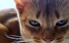 Глаза сингапурской кошки