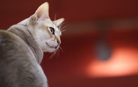 Сингапурская кошка на красном фоне