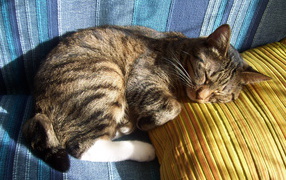 Спящий американский бобтейл