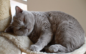 Спящая британская длинношерстная кошка
