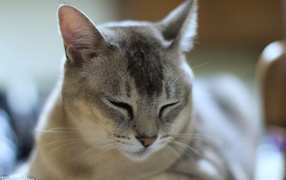 Сонный кот бурмилла