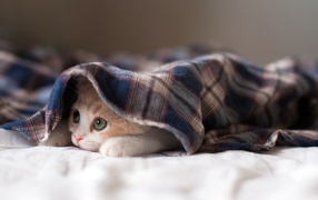 Спящая кошка