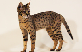 Slender cat savanna