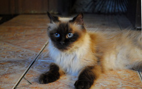 Небольшая гималайская кошка