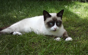 Кот сноу-шу на траве