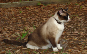 Snowshoe cat with a collar