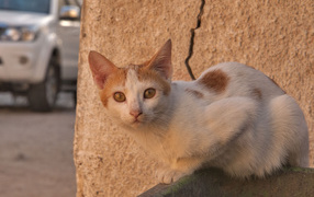 Street Arabian Mau cat