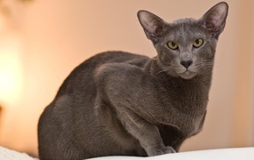 Строгая ориентальная длинношерстная кошка