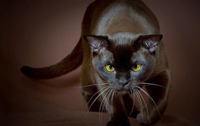 Strong Burmese cat