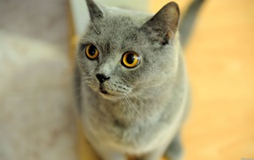 Удивленная британская короткошерстная кошка