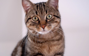 Удивленная европейская короткошерстная кошка