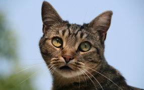 Милая европейская короткошерстная кошка