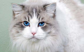 The blue-eyed cat Ojos azules