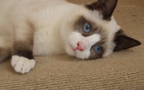 The blue-eyed cat Snowshoe