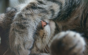 Кот закрыл глаза лапой