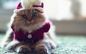 Кот в одежде