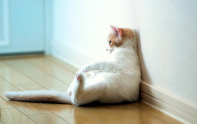 Кошка отдыхает у стены