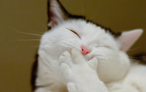 Кот смеется