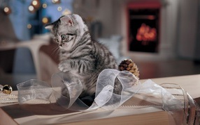 The cat playing with ribbon