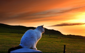 Кот провожает солнце