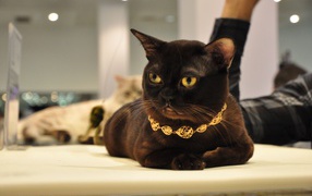 The decoration on the Burmese cat