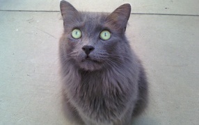 The green-eyed cat Nibelung
