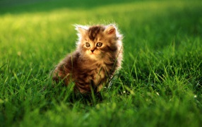 The little gray kitten in the grass