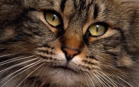 Мордочка норвежской лесной кошки