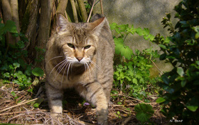 Хозяин сада пиксибоб