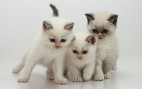 Три котенка бурмилла