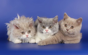 Три котенка селкирк рекс