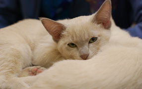 Пушистая тонкинская кошка