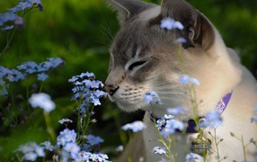 Тонкинская кошка в цветах