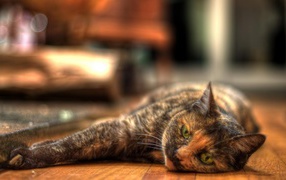 Трехцветная европейская короткошерстная кошка