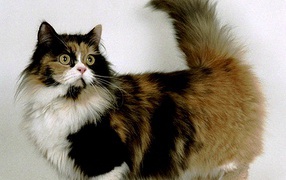 Tricolor cat munchkin